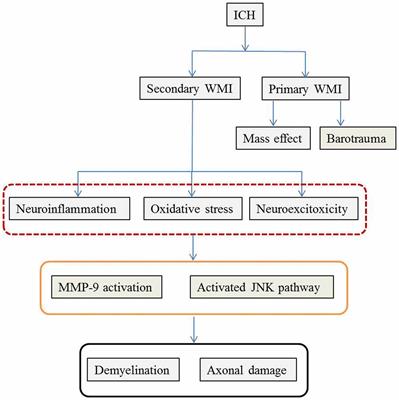 White Matter Injury after Intracerebral Hemorrhage: Pathophysiology and Therapeutic Strategies